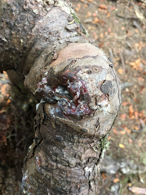 Fresh resin on the kauri tree stump.
